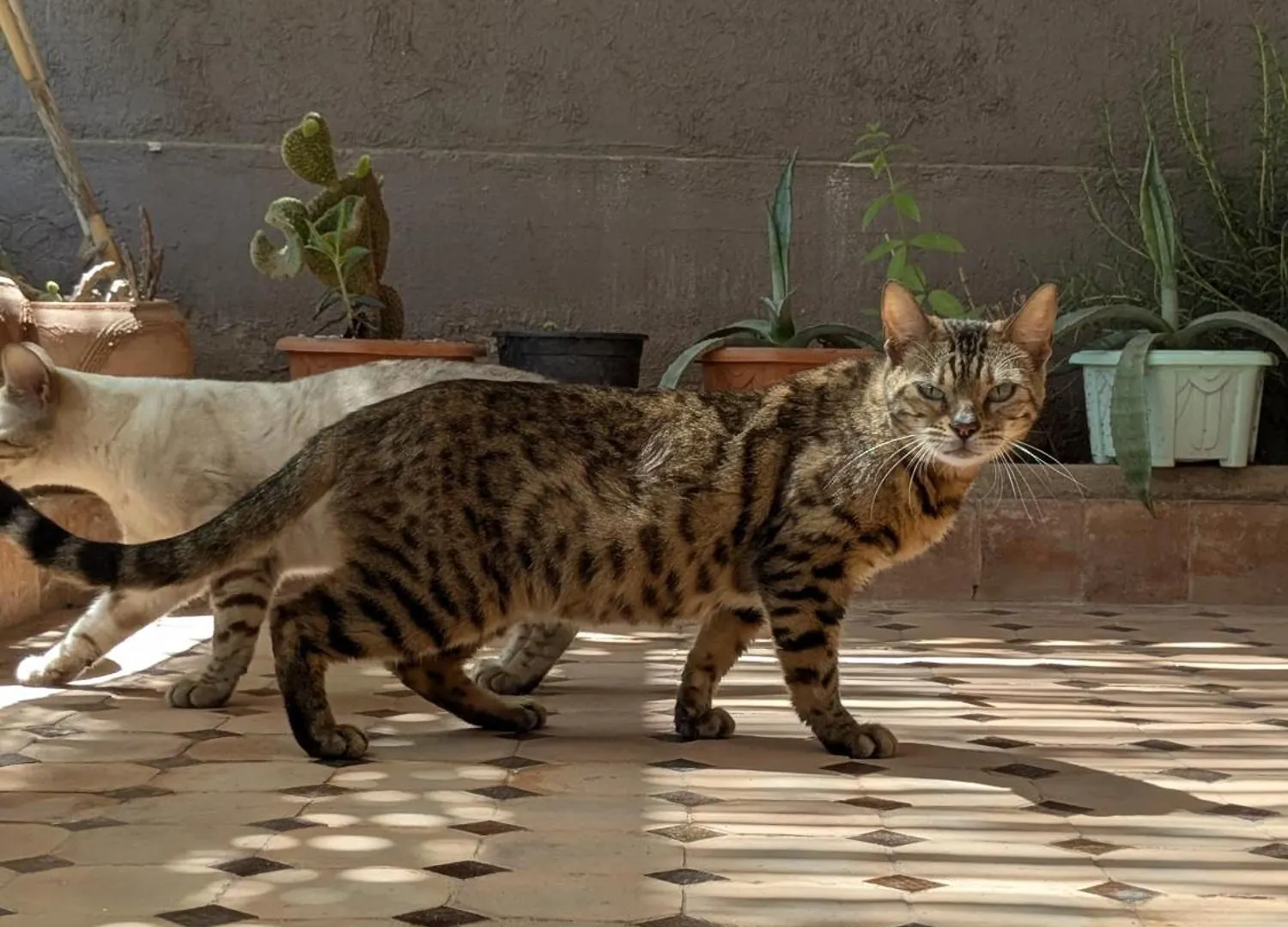 Dar Saida Apartment Marrakesh